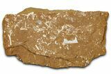 Ordovician Kukersite Oil Shale with Bryozoan Fossils - Russia #368951-1